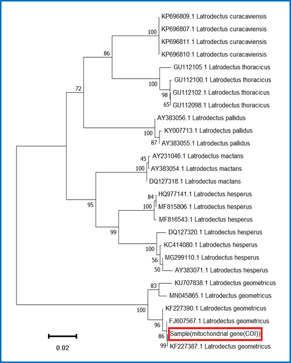 Figure 3: A neighbor-joining tree using DNA sequence of different species of Latrodectus genus and the Sample sequence of L. geometricus obtained by DNA bar coding.