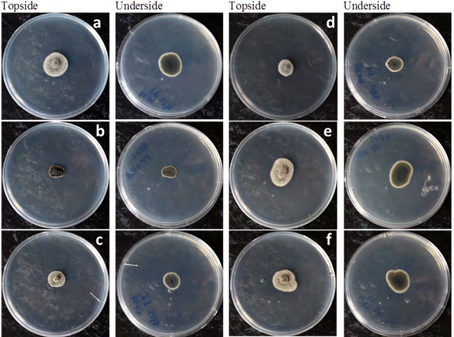 Figure 3: Growth response of Colletotrichum isolates associated with leaf anthracnose of B. edulis (a-f) under temperature test at 35°C.