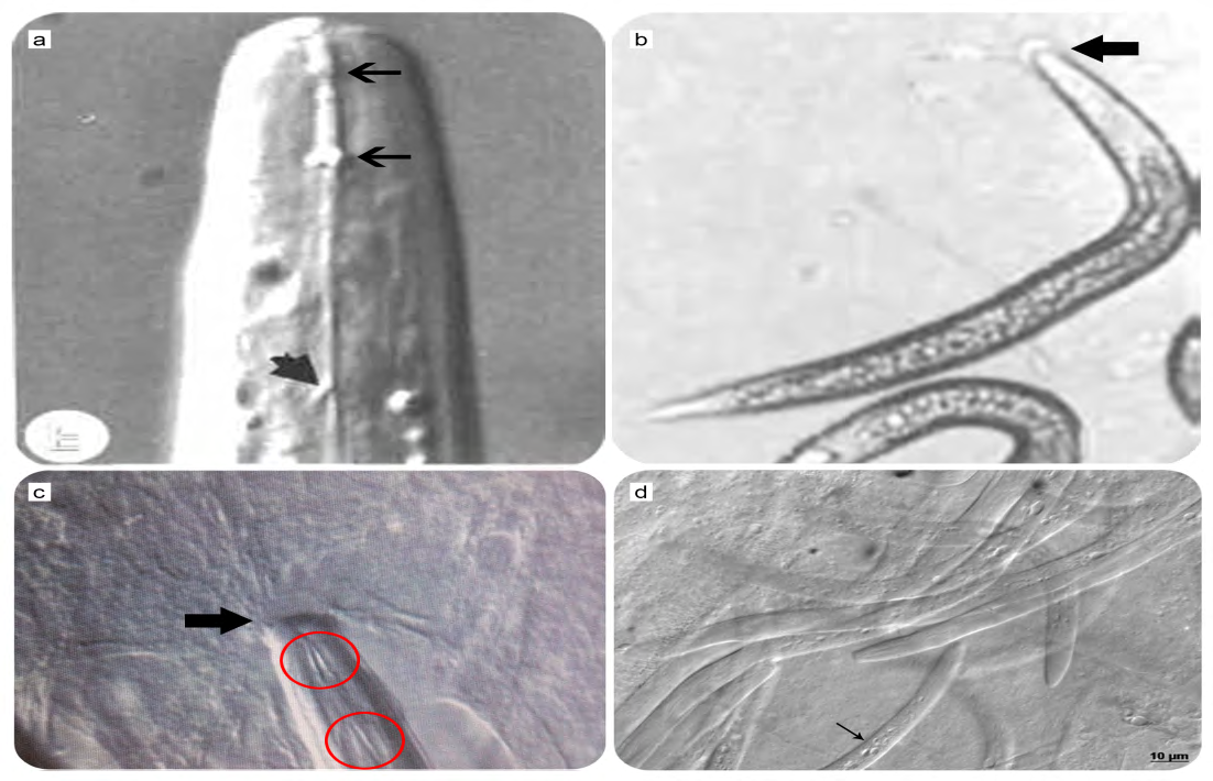 Figure 3: a and b: Anandranema phlebotophaga, described by Poinar et al, 1993. c and d: the species collected in this work. The red circle and thick black arrow indicate the stylet (a and c); arrows (b and c) indicate the cuticles. The thin black arrows indicate the subventral opening of the gonads (a).