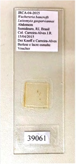 Figure 5: Slide containing L. gasparviannai infected with Wuchereria bancrofti, deposited in the Helminth Collection of the Oswaldo Cruz Institute (Coleção Helmintológica do Instituto Oswaldo Cruz; CHIOC).