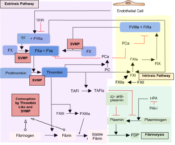 Figure 1: Main alterations in the coagulation cascade caused by SVMPs and thrombin-like enzymes. SVMPs activate factor X and prothrombin leading to a large generation of thrombin. However, fibrin generation is relatively low due to the fibrino (geno) lytic activity of other SVMPs and thrombin-like enzymes. Lippi G, et al. [40].