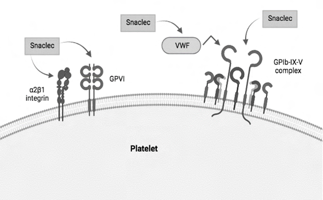 Figure 2: Main pathways of platelet activity that are interfered with by snaclecs. Created with BioRender.com.