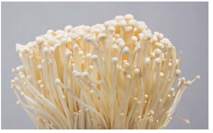 Figure 1: Flammulina velutipes mushroom. Cited in: https://twigscafe.com/27-types-of-gourment- medicinal-mushrooms/.