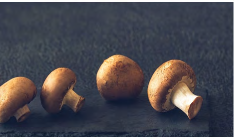 Figure 3: Agaricus bisporus. Cited in: https://twigscafe. com/27-types-of-gourment-medicinal-mushrooms/.