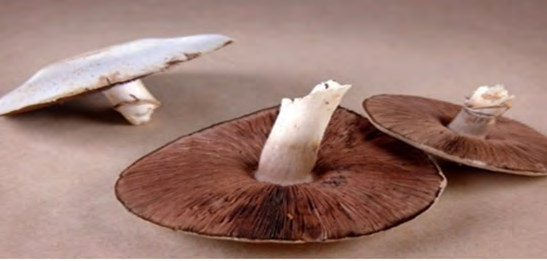 Figure 4: Agaricus campestris. Cited in: https://twigscafe. com/27-types-of-gourment-medicinal-mushrooms/.