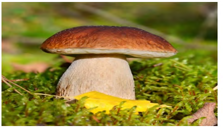 Figure 5: Boletus edulis mushroom. Cited in: https:// twigscafe.com/27-types-of-gourment-medicinal- mushrooms/.