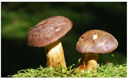 Figure 6: Boletus badius mushroom. Cited in: https:// twigscafe.com/27-types-of-gourment-medicinal- mushrooms/.
