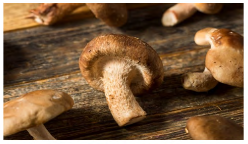 Figure 7: Shiitake mushroom Letinula edodes. Cited in: https://twigscafe.com/27-types-of-gourment- medicinal-mushrooms/.