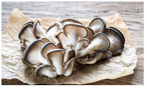 Figure 8: Oyster mushroom Pleurotus ostreatus. Cited in: https://twigscafe.com/27-types-of-gourment- medicinal-mushrooms/.