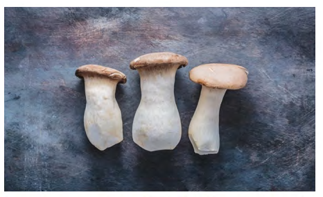 Figure 9: King Oyster mushroom Pleurotus eryngii. Cited in: https://twigscafe.com/27-types-of-gourment- medicinal-mushrooms/.