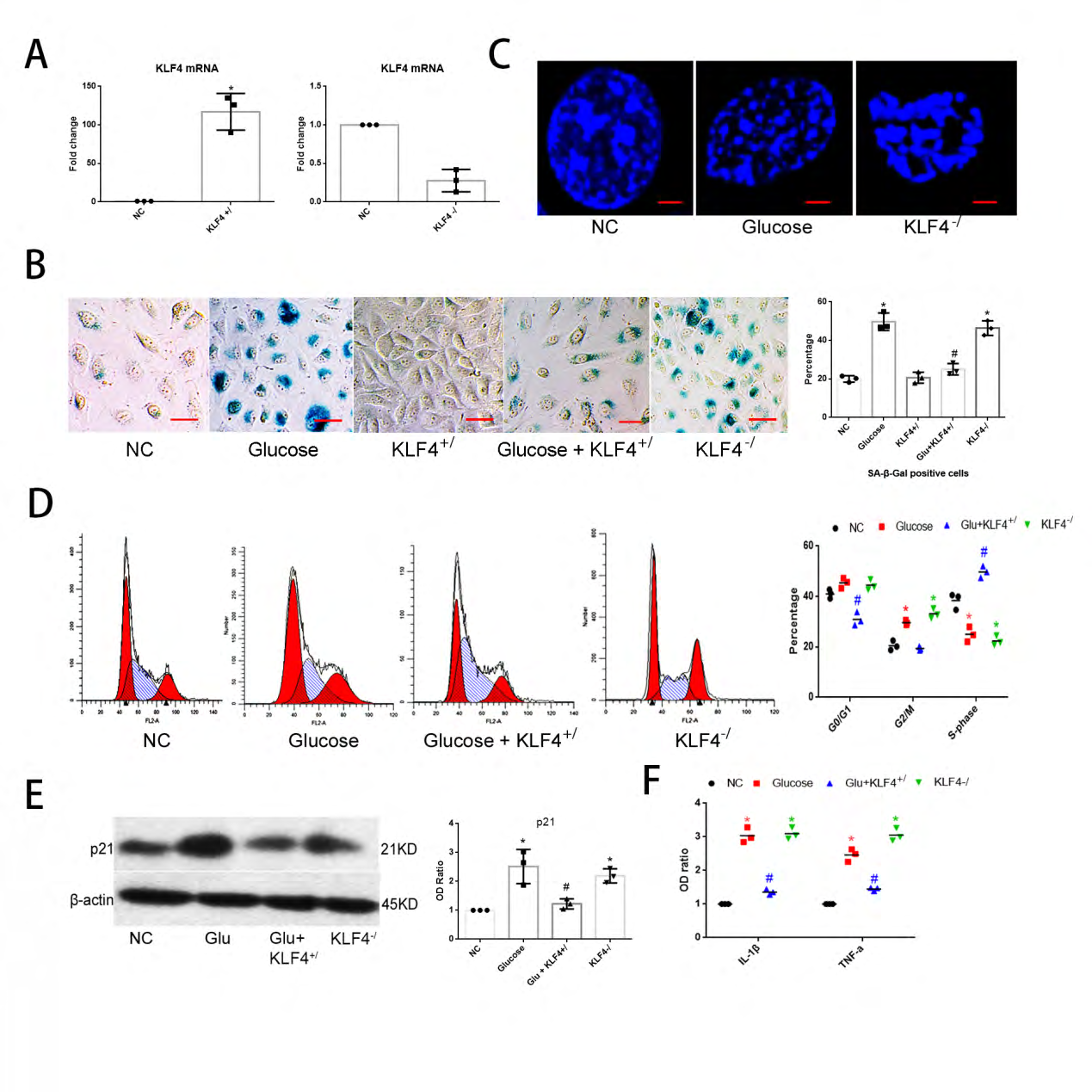 Figure 2: KLF4 inhibits ECs senescence: (A) qPCR for KLF4 mRNA expression to test the efficiency of KLF4+/ or KLF4-/ vectors. Non-specific control HUVECs (NC) transfected with empty vectors were used as a control group. (B) SA-β-gal detection and quantification of glucose-induced KLF4+/ or KLF4-/ HUVECs. Non-specific control HUVECs (NC) transfected with empty vectors were used as a control group. Green, SA-β-gal positive cells; N=3; *p<0.05 versus NC; #p<0.05 versus glucose-induced HUVECs. Scale bar, 100um. (C) Typical SAHF structure under confocal microscope in glucose- or KLF4-/ induced HUVECs. Scale bar, 10um. (D) Flow cytometry for cell cycle phase. N=3; *p<0.05 versus NC; #p<0.05 versus glucose-induced HUVECs. (E) Western blot analysis and quantification for p21. N=3, *p<0.05 versus NC ECs; #p<0.05 versus glucose-induced HUVECs. (F) qPCR for IL-1β and TNF-α mRNA expression. N=3; *p<0.05 versus NC; #p<0.05 versus glucose-induced HUVECs. NC, non-specific control; Glu, glucose; KLF4+/, KLF4 knock-in; KLF4-/, KLF4 knock-down.
