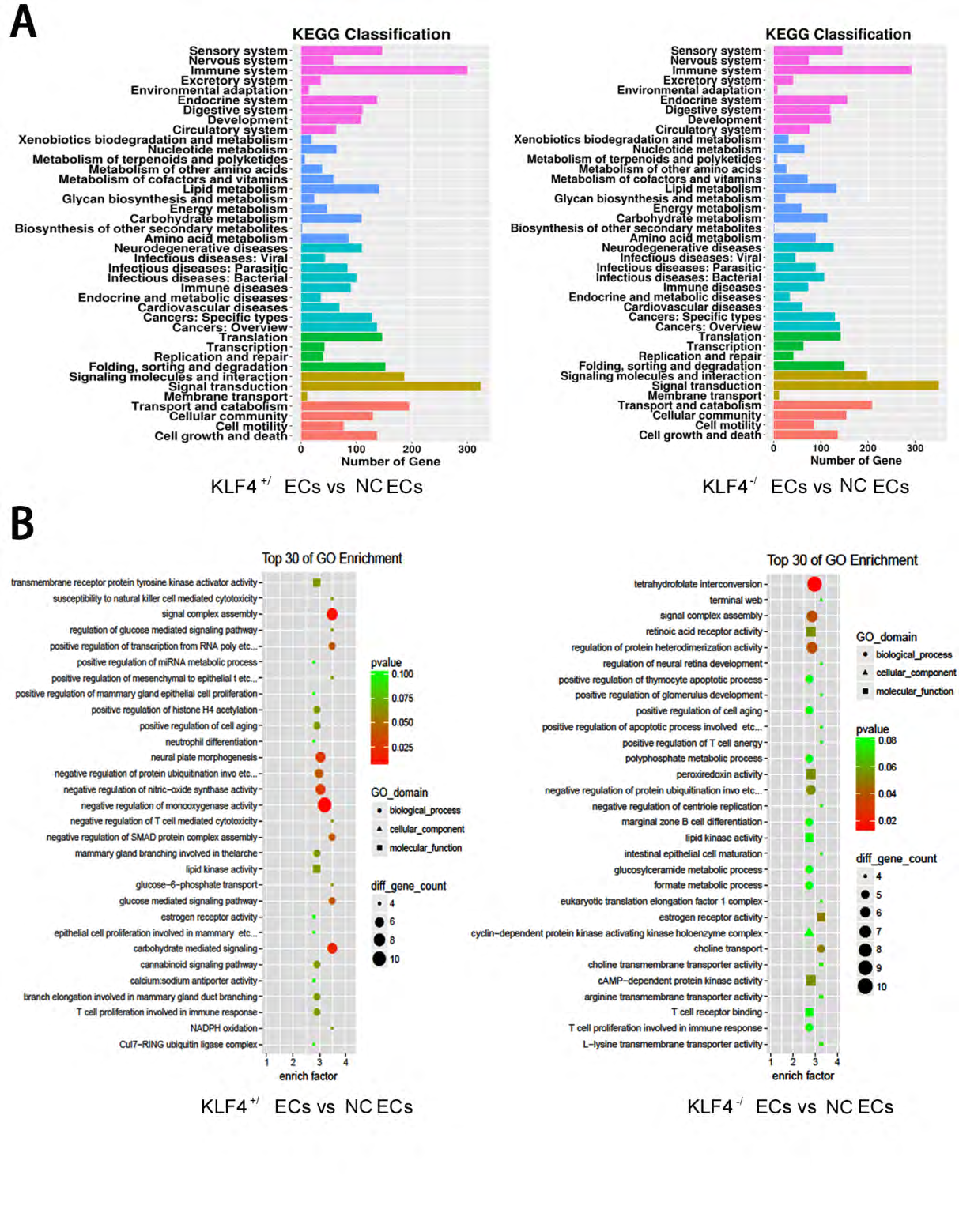 Figure 3: KLF4 regulates ECs senescence pathway: (A) KEGG classification analysis in KLF4+/ ECs and KLF4-/ ECs. N=3. (B) GO analysis in KLF4+/ ECs and KLF4-/ ECs. N=3. ECs, HUVECs; NC, non-specific control; KLF4+/, KLF4 knock-in; KLF4-/, KLF4 knock- down.