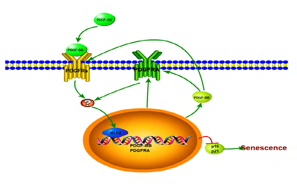 Figure 7: A schematic illustration depicting the links between KLF4, PDGF-BB/PDGFRA pathway, and senescence in ECs.