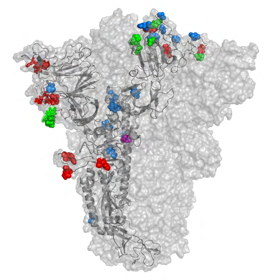Figure 1: SARS-CoV-2 omicron mutations in the spike protein. (a) Spike protein mutation sites in omicron. The mutation sites are shown in spheres. (b) Pairwise sequence alignment of the wild type spike protein and omicron variant spike protein.