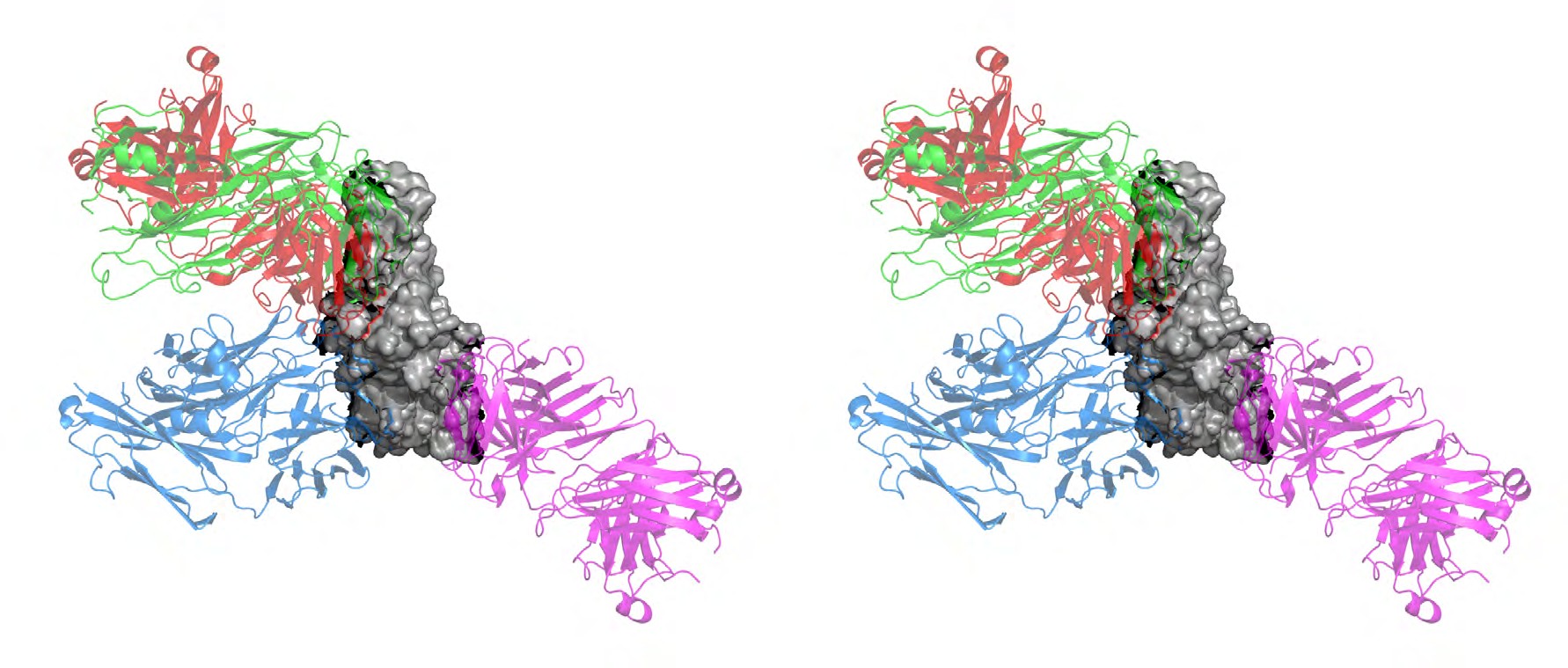 Figure 2: Spike protein antibodies and epitopes. (a) Graphical illustration showing number of positive epitope assays against each position in the spike protein. (b) Graphical illustration showing immune response frequency of each residue position in the spike protein. Blue lines indicate mutations in the omicron (B.1.1.529) variant. (c) RBD interaction with different antibodies. (d) Footprints of RBD targeted antibodies with the mutations in B.1.1.529 are highlighted in yellow.