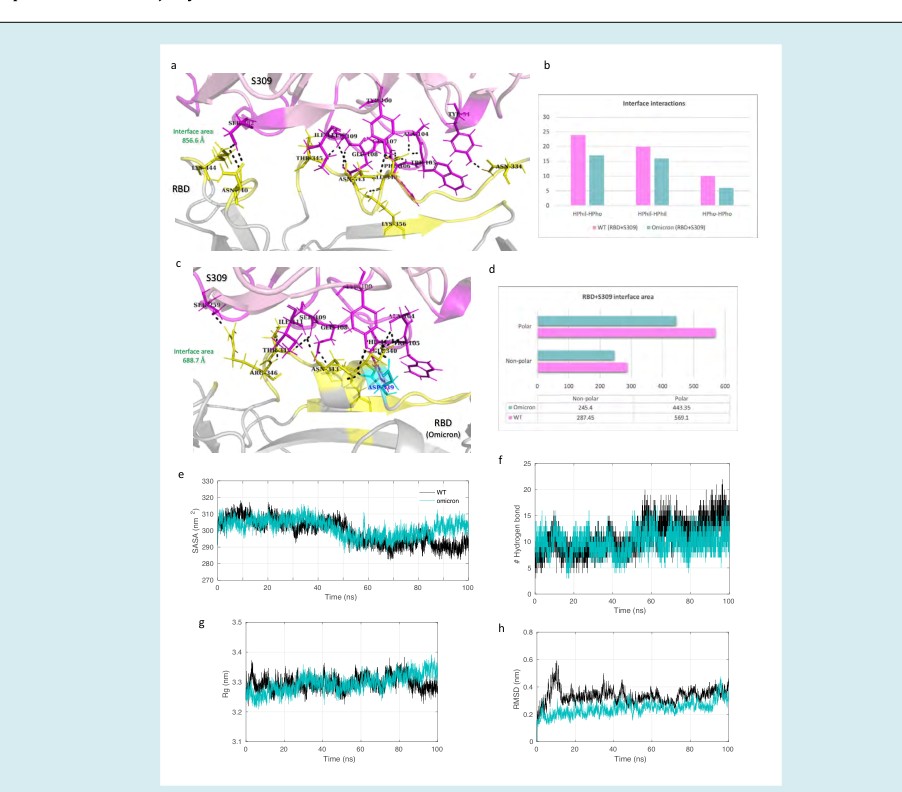 Figure 7: Molecular dynamics simulation results and interface statistics of RBD-S309. (a) Wild type RBD and S309 interface interactions. Residues involved in interactions are highlighted. Interface residues forming hydrogen bonds are labeled and shown as sticks. Hydrogen bonds are sown as black dashed lines. (b) Interface interaction count (HPhil; Hydrophilic, HPho; Hydrophobic). (c) Omicron induced mutant RBD and S309 interface interactions. Mutant interface residues are shown in cyan and labeled in blue color. (d) Polar and non-polar interface area of the complexes. The values are in Angstrom (Å) (e) Solvent accessible surface area (SASA) for the S309-RBD/WT and S309-RBD/omicron complex. (f) Plot for number of hydrogen bonds for the complexes. (g) Radius of gyration (Rg) plot for the complexes. (h) Root mean square deviation (RMSD) plot.