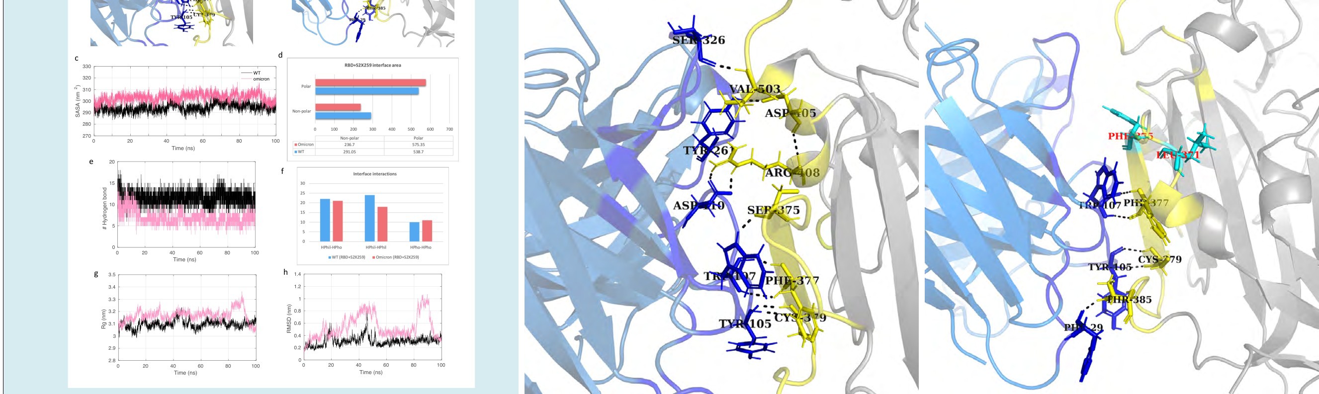 Figure 8: Molecular dynamics simulation results and interface statistics of RBD-S2X259. (a) Wild type RBD and S2X259 interface interactions. Residues involved in interactions are highlighted. Interface residues forming hydrogen bonds are labeled and shown as sticks. Hydrogen bonds are sown as black dashed lines. (b) Omicron induced mutant RBD and S2X259 interface interactions. Mutant interface residues are shown in cyan and labeled in red color. (c) Solvent accessible surface area (SASA) for the S2X259-RBD/WT and S2X259-RBD/omicron complex. (d) Polar and non-polar interface area of the complexes. The values are in Angstrom (Å) (e) Plot for number of hydrogen bonds for the complexes. (f) Interface interaction count (HPhil; Hydrophilic, HPho; Hydrophobic). (g) Radius of gyration (Rg) plot for the complexes. (h) Root mean square deviation (RMSD) plot.
