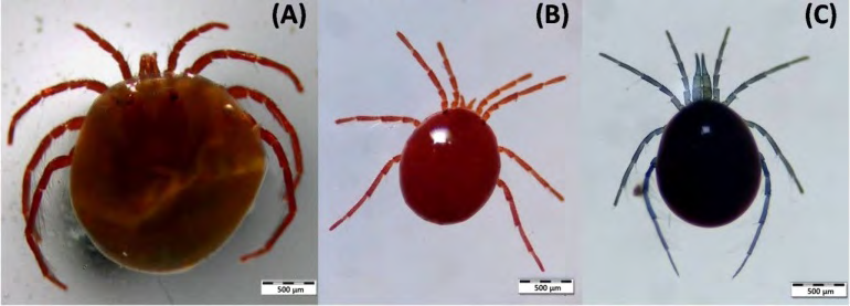 Figure 1: (A) Microscopic dorsal views of Hydrachna globosa, (B) Hydryphantes dispar and (C) Limnesia fulgida at 500 µm scale.