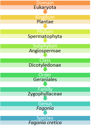 Figure 1: Taxonomic Position.