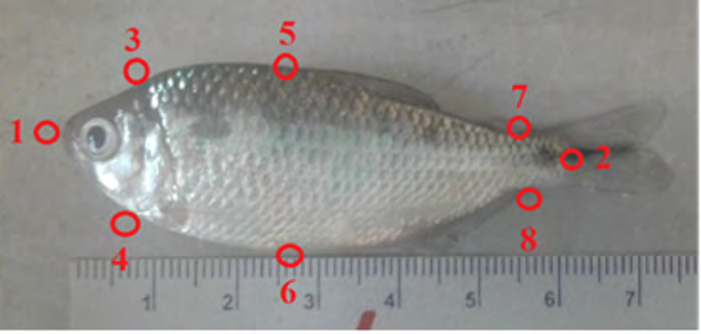 Figure 1: Placement of the landmarks used for the study of Astyanax altiparanae.