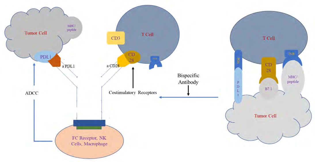Figure 2: Binding sites of the bispecific antibody. TCR (T cell receptor), PD1(program death 1), PDL1(program death ligand 1), aCD28 (agonist CD28 epitope), aPDL1(agonist PDL1 epitope), ADCC (antibody dependent cytotoxicity), MHC (major histocompatibility molecule).