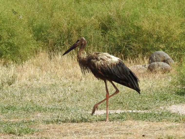 Figure 2: The White Stork polluted with the fat or oil like substance in July of 2019 in Hovtashen village (photo by Astghik Tsaturyan).