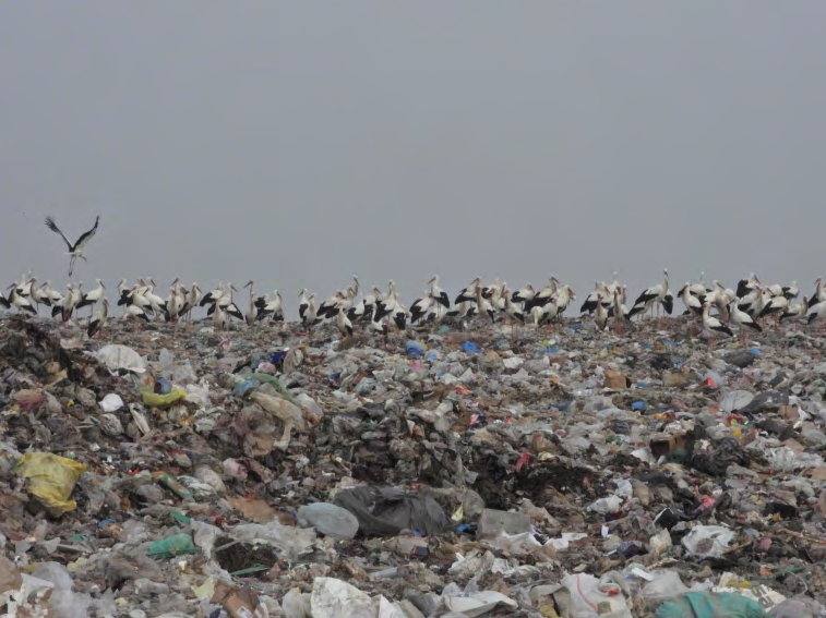Figure 7: White Storks at the municipal waste dump near Masis town in Aug of 2020 (photo by Manuk Manukyan).