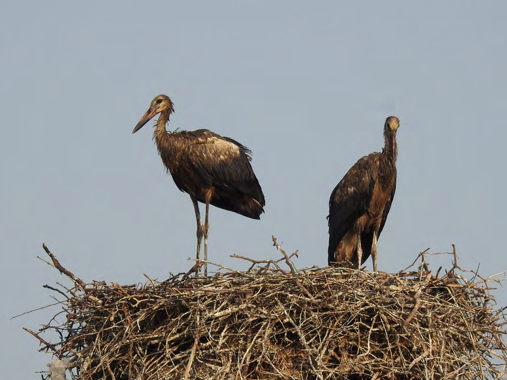Figure 8: Flightless nestlings in the nest, polluted by the fat or oil like substance. June of 2021, Hayanist village (photo by Nvard Pahutyan).