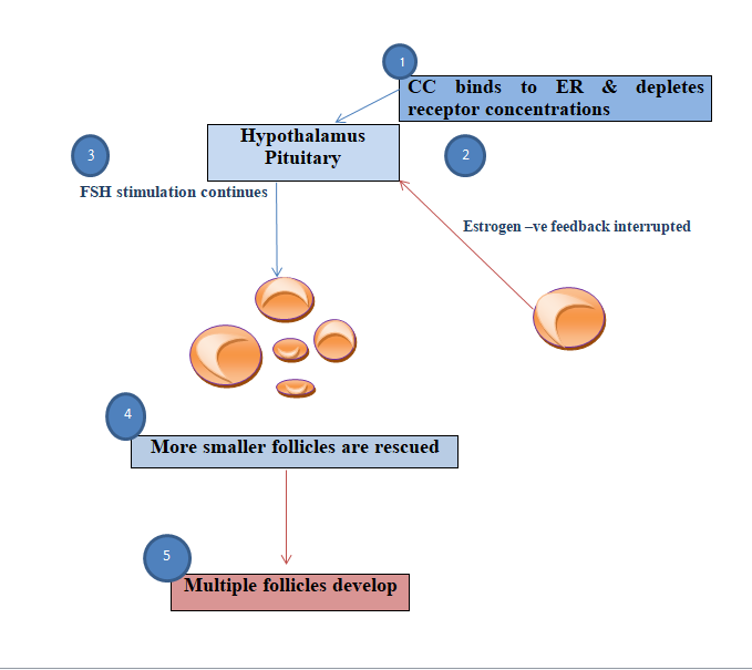 Figure 1: CC has an anti-estrogenic effect, which results in estrogen receptor (ER) deletion, and has long half-life; therefore, it accumulates in the body causing long lasting ER depletion [12].CC lasts for a long time in the body and may be due to this it has an adverse effect on cervical mucus and uterine lining, such as endometrial proliferation leading to thinning of endometrium. The endometrial thickness is one of the significant parameters affecting pregnancy. The pregnancy rate can be very low, if endometrial thickness is less than 6-8 mm [13]. Clomiphene citrate is one of the treatment modalities which reduce endometrial thickness [14], so we should adjust endometrial thickness and proliferation during induction of ovulation to avoid this.