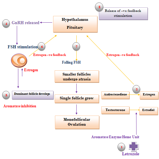 Figure 2: Mechanism of action of Letrozole.