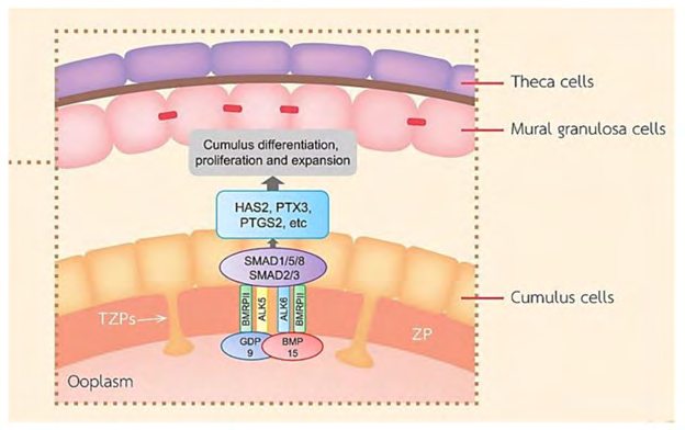 Figure 3: Courtesy ref no-10-A schematic diagram exhibiting roles of the main TGF-β superfamily member proteins in regulating ovarian function. BMP-15 and GDF-9 promote cumulus marker transcripts. GDF-9 and BMP-15 are important for the function of GCs, CC differentiation and proliferation, COC expansion, and hyaluronan production leading to ovulation.