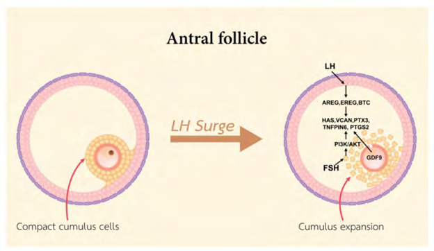 Figure 6: Courtesy ref no-10-A schematic diagram exhibiting the functional roles of LH and FSH in stimulating cumulus expansion.