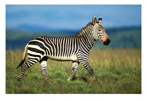 Figure 1: Mountain zebra.