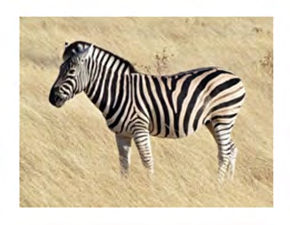 Figure 2: Plains zebra.