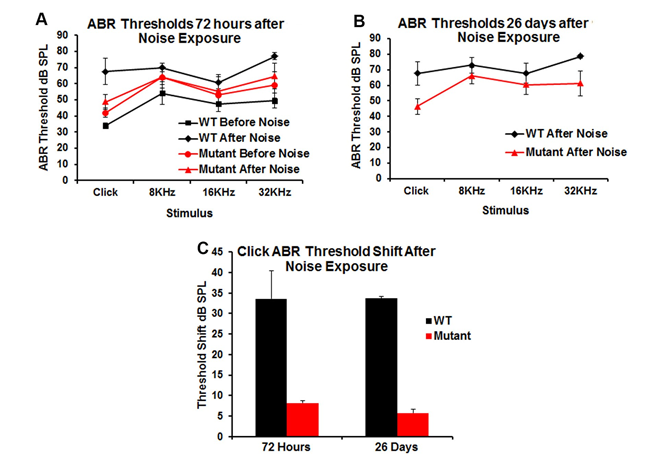 Figure 4: Changes in hearing threshold following noise exposure (105 dB, 4-20 kHz band, 30 minutes). Data are presented as mean ± SD. The threshold shift was statistically different in pre- vs post-noise exposure mice 72 hrs and 26 days following noise exposure for both WT and transgenic (mutant) mice (Figures 4A & 4B). However, WT mice showed a greater threshold shift (33dB) from baseline (before exposure) and when compared to transgenic mice after 72 hrs and 26 days post exposure (Figure 4C).