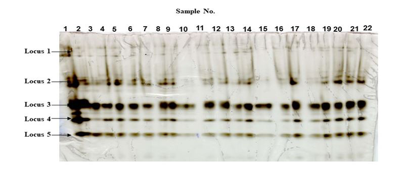 Figure 5: Non-specific esterases (alpha-napthyl acetate) banding patterns of the 4th instar larvae (sample at lane no. 1), reference (samples 2-11) and selected- S9 (sample 12- 22) adult females of Anopheles minimus on polyacrylamide gel.