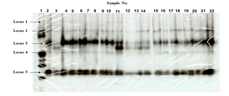 Figure 6: Non-specific esterases (alpha-napthyl acetate) banding patterns of the 4th instar larvae (sample at lane no. 1), reference (samples 2-11) and selected- S12 (sample 12- 22) adult females of Anopheles dirus on polyacrylamide gel.