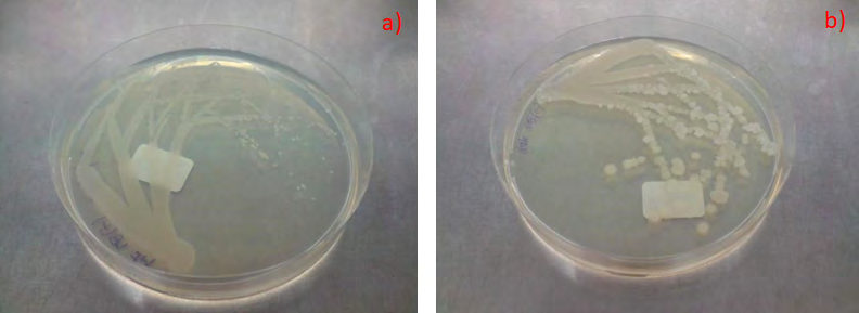 Figure 3: Growth of Pseudomonas aeruginosa PRD-10 on various agar at 37 oC. a) LB Lennox for 2 days of incubation, b) MM1 medium for 2 days of incubation, c) MM2 medium for 2 days of incubation, d) MM3 medium for 5 days of incubation, and e) MM4 medium for 7 days of incubation.
