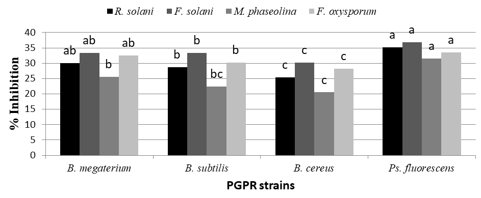 Figure 2: Effect of extracellular metabolites of PGPR on mycelia growth of R. solani, F. solani, M. phaseolina and F oxysporum in dual culture. Different letters indicate significant differences among treatments according to least significant difference test (LSD) (P≤ 0.05).