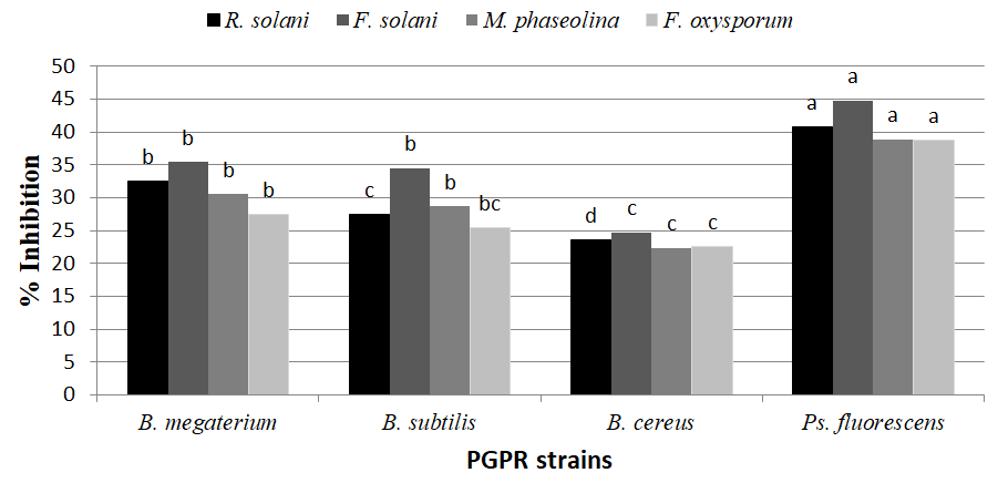 Figure 3: Revealed that all tested pathogenic growth decrease, due to the inhibitory effects of volatile metabolites from the rhizobacteria strains tested were varied by differently PGPR strains and pathogenic fungi. Ps. fluorescens was recorded the highest inhibitory effect against all tested pathogenic fungi followed by B. megaterium, while B. subtilis and B. cereus gave the lowest ones against all pathogenic fungi in this respect. Volatile inhibitors that have been identified include ethylene, ammonia, allyl alcohol, acrylic acid, trimethylamine, benzaldehyde, and N,N-dimethyloctylamine [31,32]. The spectrum of volatile compounds produced appears to depend not only on environmental conditions, such as nutrients, temperature, pH and moisture, but also on the organism itself. Ryu CM, et al. [33] demonstrated significant growth promotion of Arabidopsis by B. subtilis strain GB03 and B. amyloliquefaciens strain IN937a. Among VOCs released from strain GB03, 2,3-butanediol was found as a major component that promoted plant growth and elicited ISR against Erwinia carotovora subsp. carotovora. Several mutant lines of Arabidopsis, including brassinosteroid- and gibberellic acid-insensitive mutants, auxin-transport- deficient mutants, and cytokinin receptor-deficient mutants, were used to elucidate the signaling pathways that promote growth.