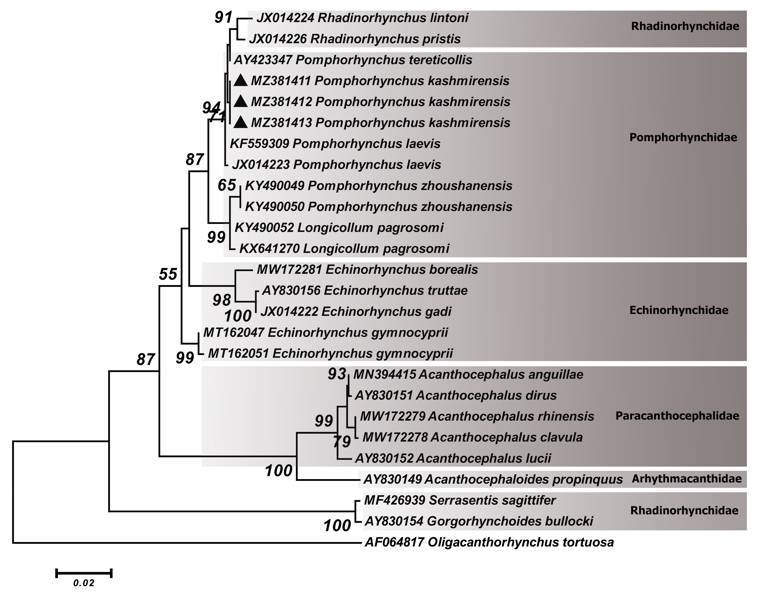 Figure 1: Phylogenetic tree of isolates of the Pomphorhynchus kashmirensis obtained in this study (▲) and other members of the families Pomphorhynchidae, Echinorhynchidae, Arhythmacanthidae and Rhadinorhynchidae retrieved from GenBank based on the partial 18S rDNA gene. The tree was constructed based on the maximum likelihood method and the Tamura 3-parameter model in MEGA6. _Oligacanthorhynchus tortuosa_ sequence was used as the out group. Bootstrap values lower than 50 were omitted.