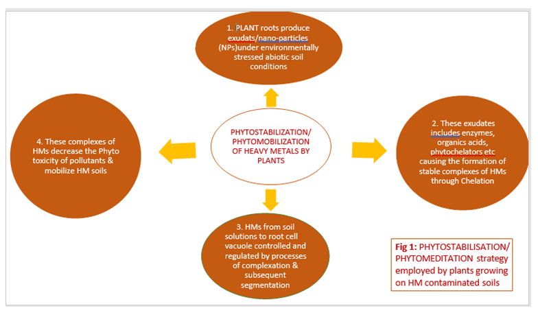 Figure 1: Phytoremediation strategies employed by plants growing on contaminated sites.