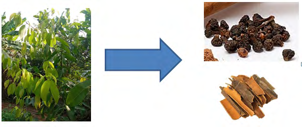 Figure 1: Cinnamon plant with different parts of medicinal importance.