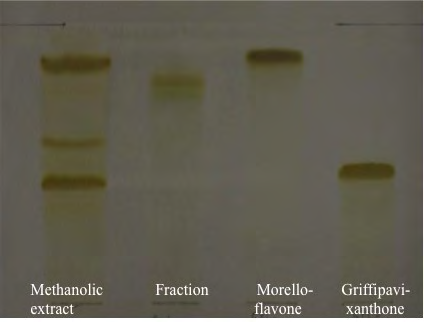 Figure 2: TLC of the G. chromocarpa stem bark methanol extract, fraction and isolated pure compounds. Mobile phase: ethyl acetate /methanol/ water (100:13, 5:10), spray reagent: ethanolic KOH 10 %.