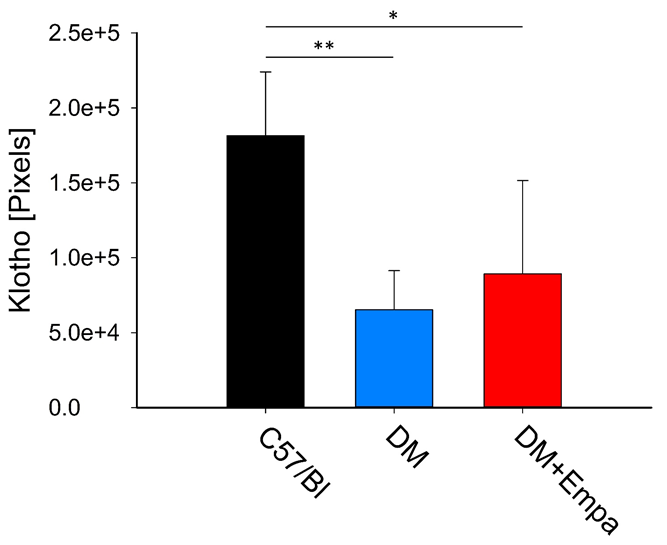 Figure 4: Klotho expression measured by number of pixels in the retinal GCL. There was significant reduction in the pixels number in diabetic mice vs. control (P<0.05). EMPA treatment decreased less the number of pixels vs control (P<0.01).