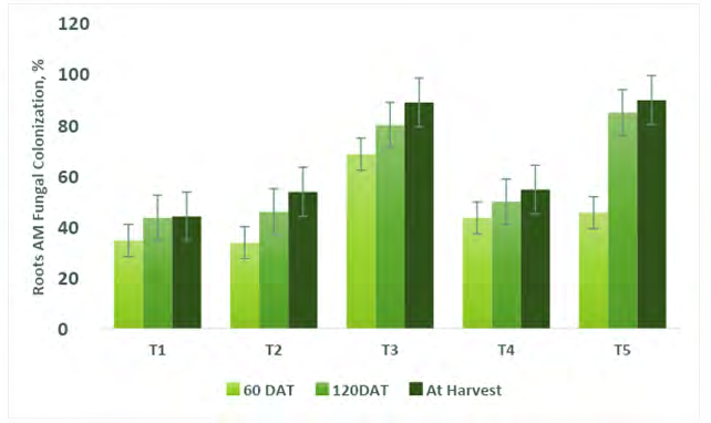 Figure 14: Mycorrhiza root colonization percentage in Capsicum at 60 DAT, 120 DAT, and at harvest (R-4). T1- Control; T2- Control (100% RDF); T3- Consortium AM Fungi; T4- Consortium PGPR; T5- Absolute Consortium PGPR+ AM Fungi