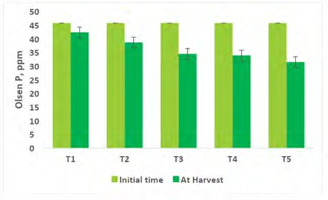 Figure 6: Soil Olsen’s P concentration at the initial time and after crop harvest (R-4). T1- Control; T2- Control (100% RDF); T3- Consortium AM Fungi; T4- Consortium PGPR; T5- Absolute Consortium PGPR+ AM Fungi