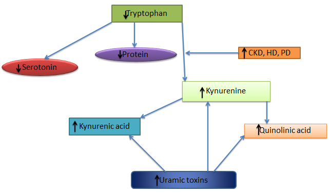 Figure 2: Indications for the accumulation of metabolites of the kynurenine pathway in CKD patients for lower Trp and serotonin levels.