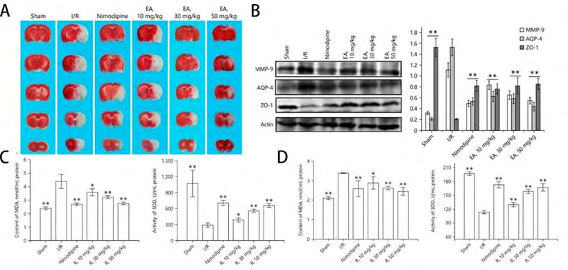 Figure 1: Effects of EA on cerebral ischemia model in rats [22].