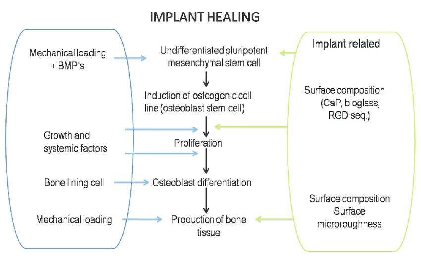 Figure 3: Implant healing [3].